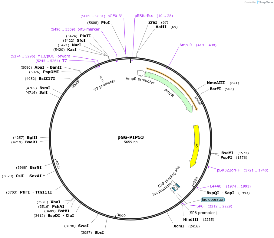 196791-plasmid-map-sequence-id-396341