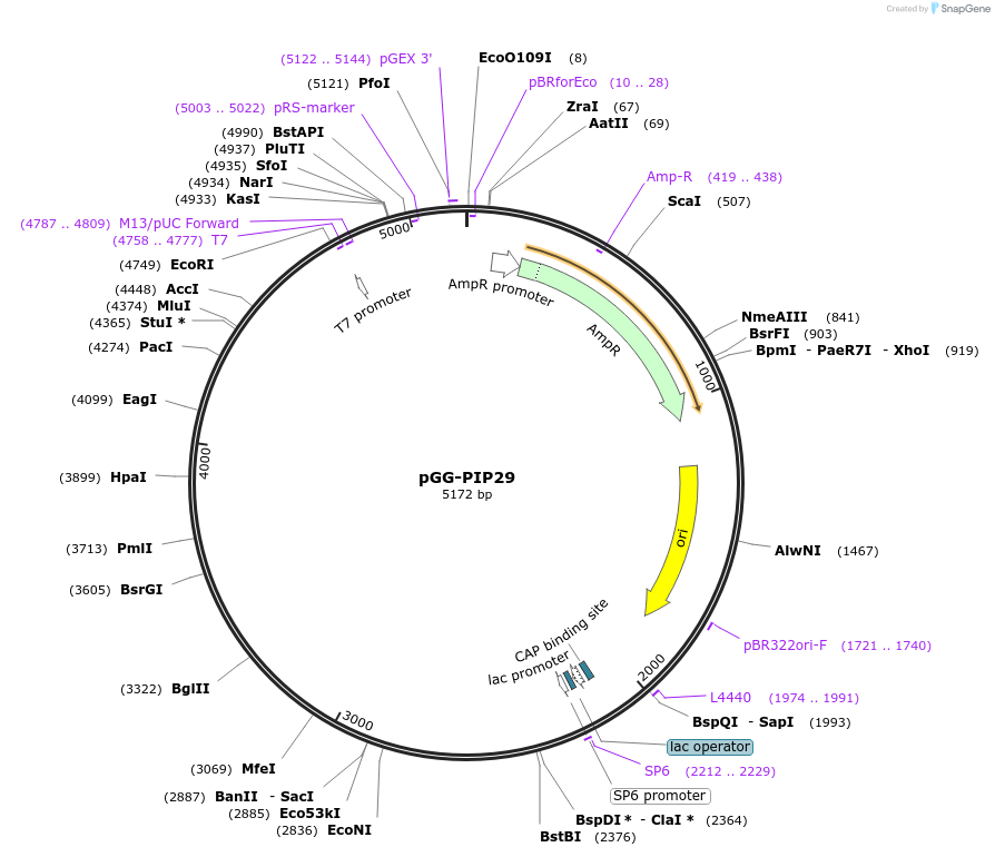 196767-plasmid-map-sequence-id-396345