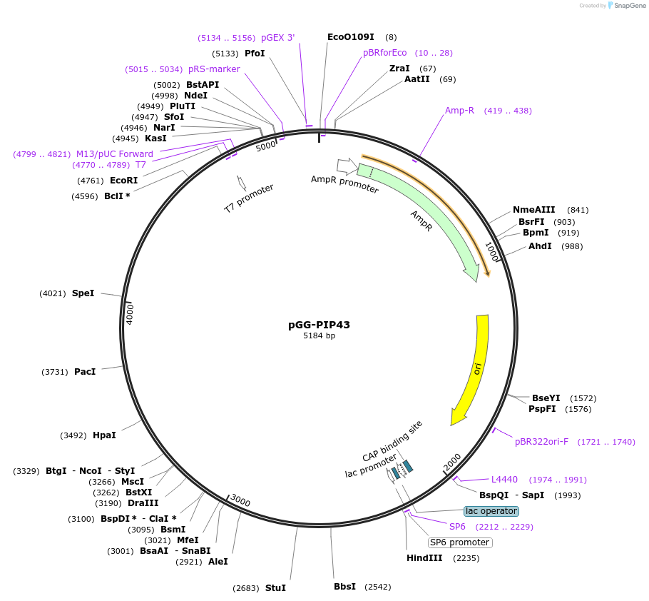 196781-plasmid-map-sequence-id-396346