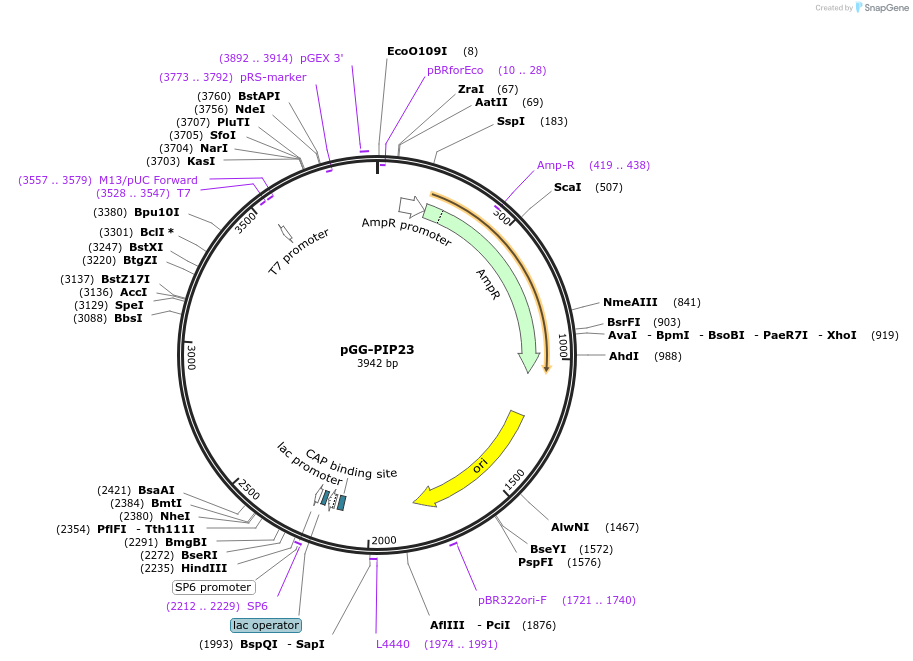 196761-plasmid-map-sequence-id-396348
