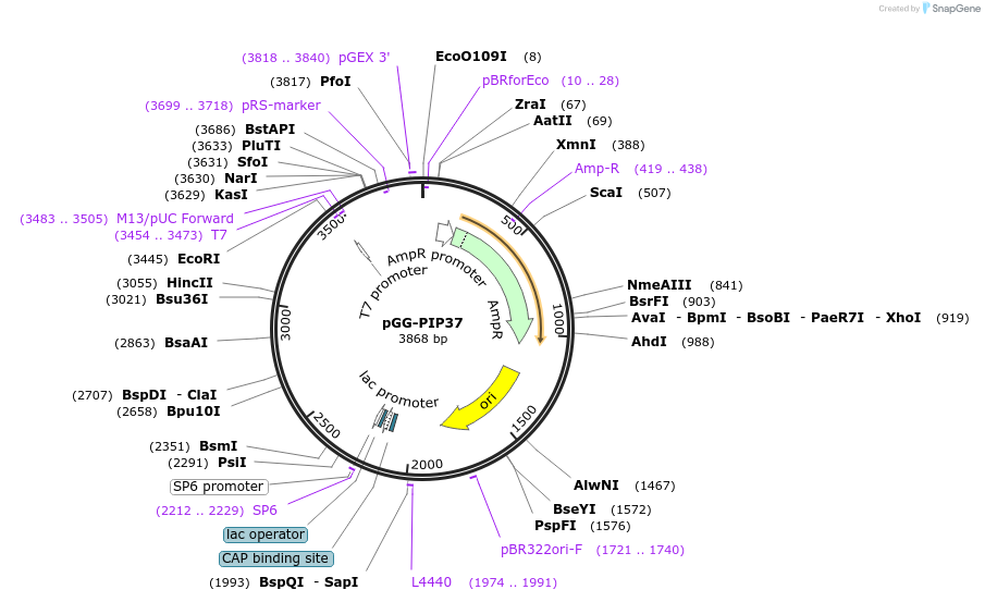 196775-plasmid-map-sequence-id-396349