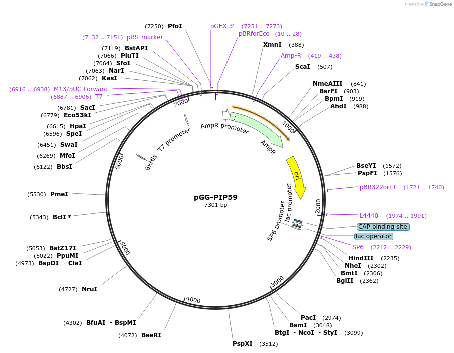 196797-plasmid-map-sequence-id-396351