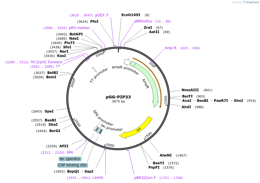 196771-plasmid-map-sequence-id-396352