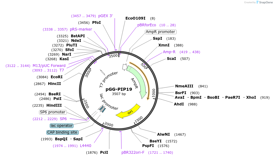 196757-plasmid-map-sequence-id-396355