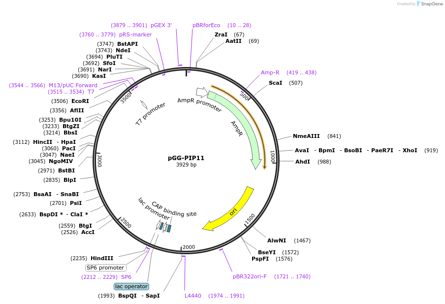 196749-plasmid-map-sequence-id-396358