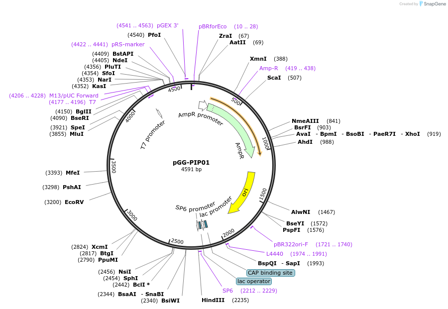 196739-plasmid-map-sequence-id-396361