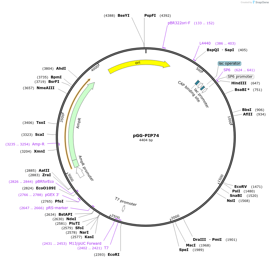 196813-plasmid-map-sequence-id-396362