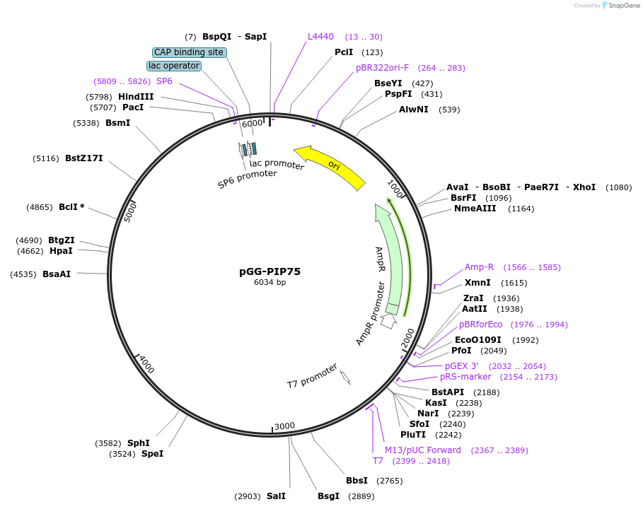 196812-plasmid-map-sequence-id-396363