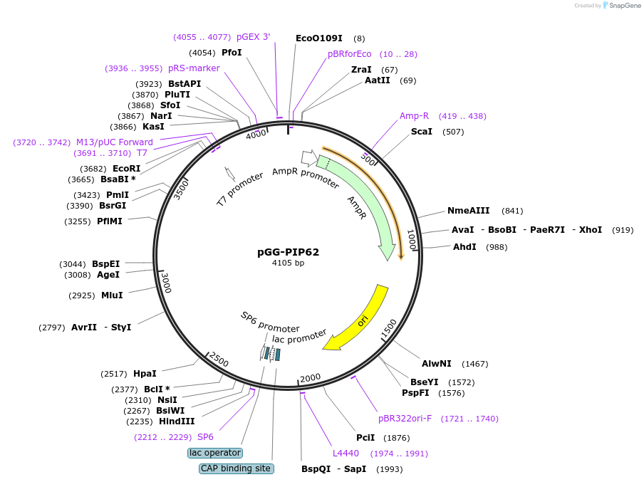 196800-plasmid-map-sequence-id-396364