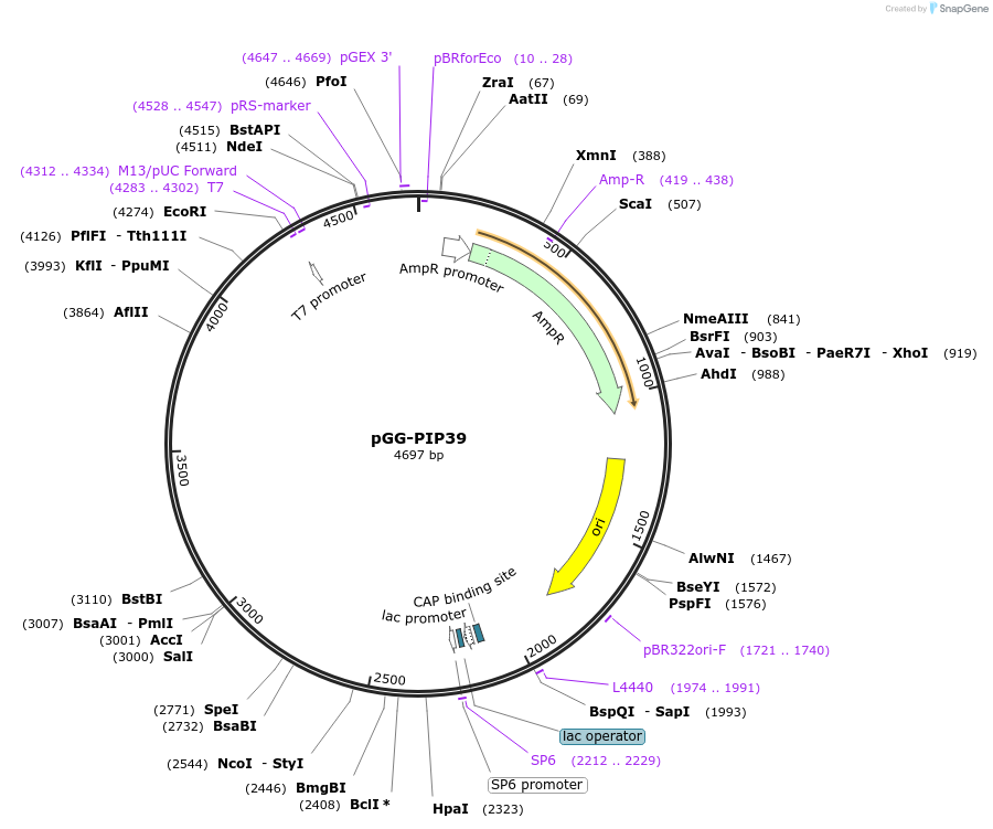 196777-plasmid-map-sequence-id-396365