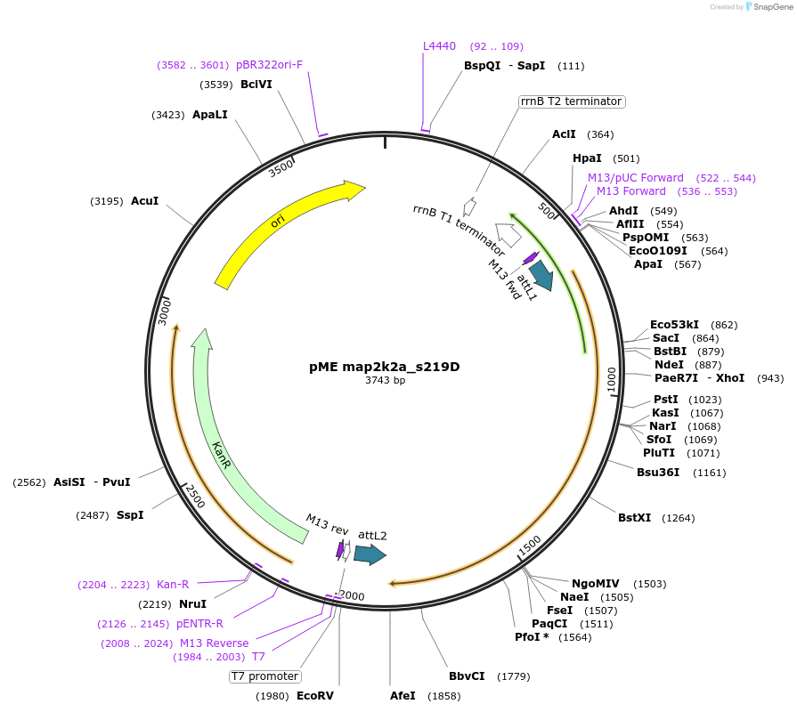 201058-plasmid-map-sequence-id-396366