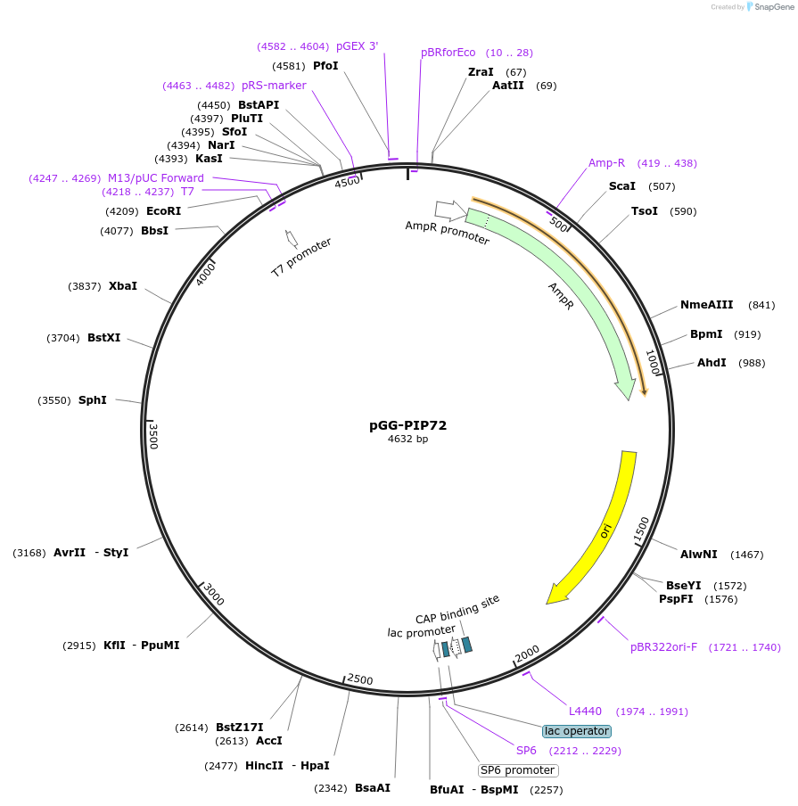 196810-plasmid-map-sequence-id-396367