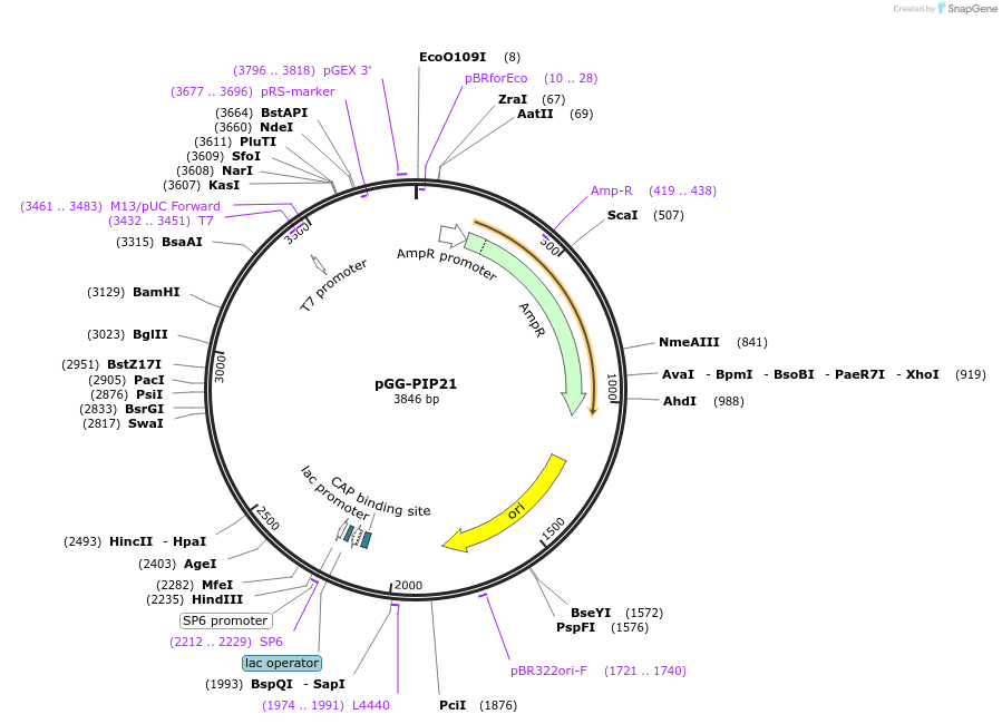 196759-plasmid-map-sequence-id-396368