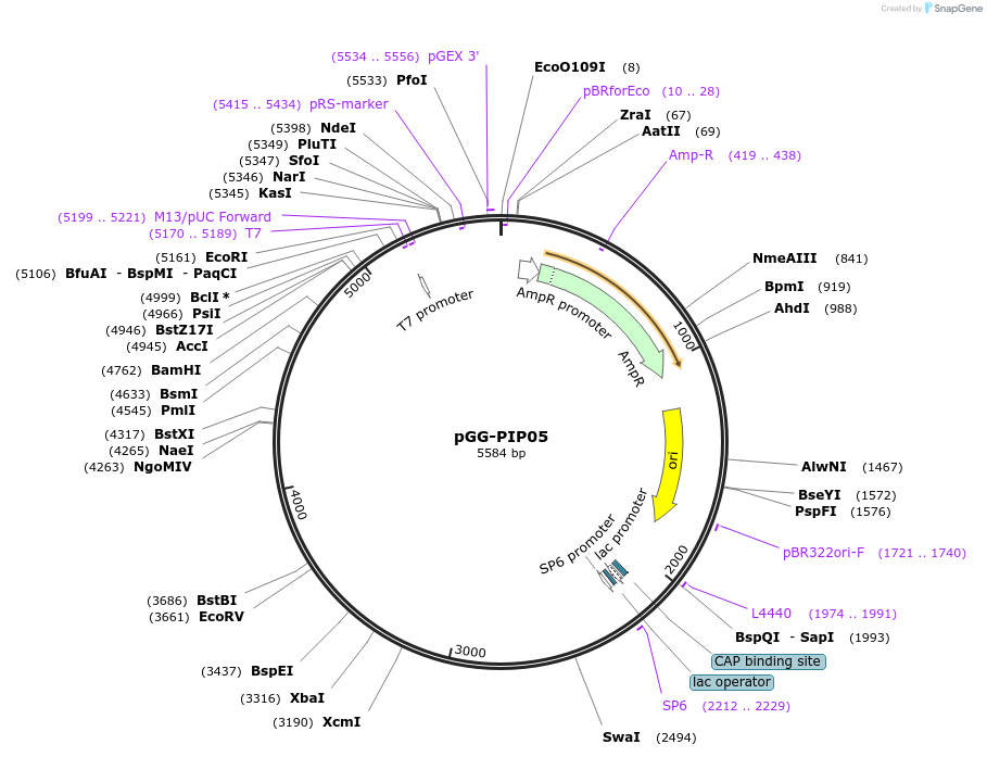 196743-plasmid-map-sequence-id-396369