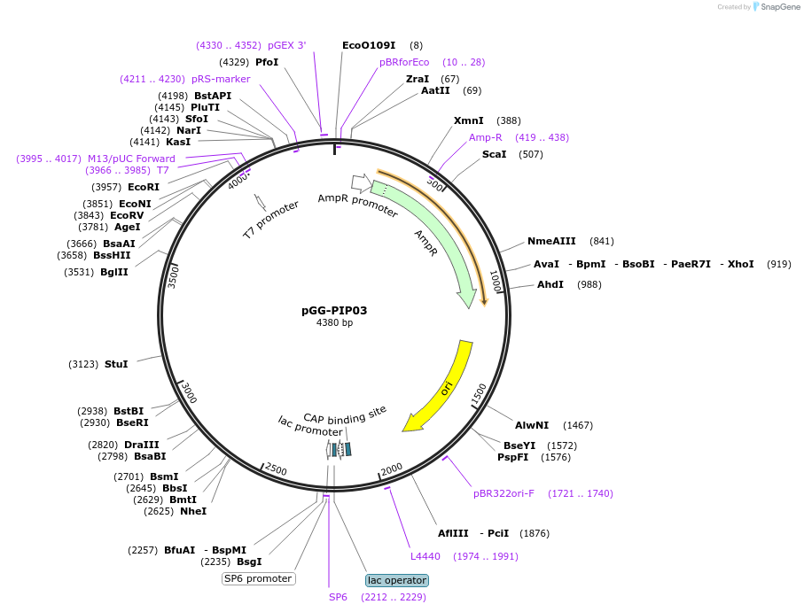196741-plasmid-map-sequence-id-396370