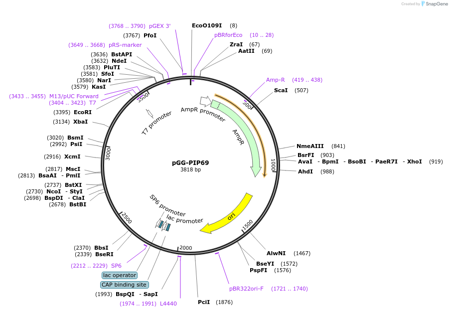 196807-plasmid-map-sequence-id-396371