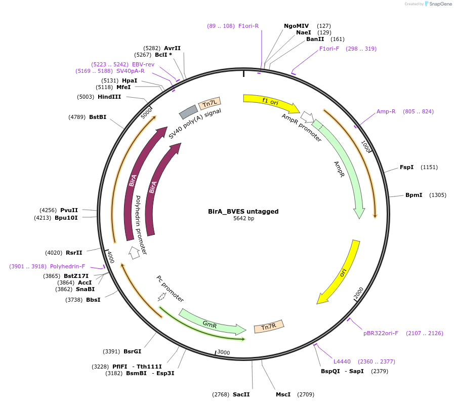 196581-plasmid-map-sequence-id-396383