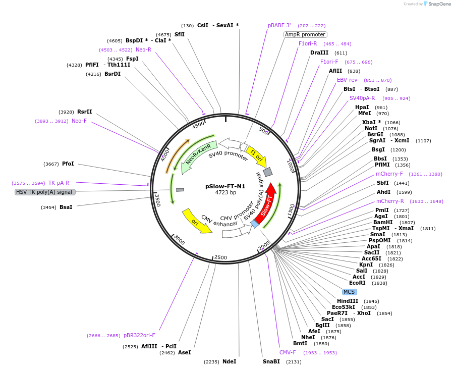 31912-plasmid-map-sequence-id-396433