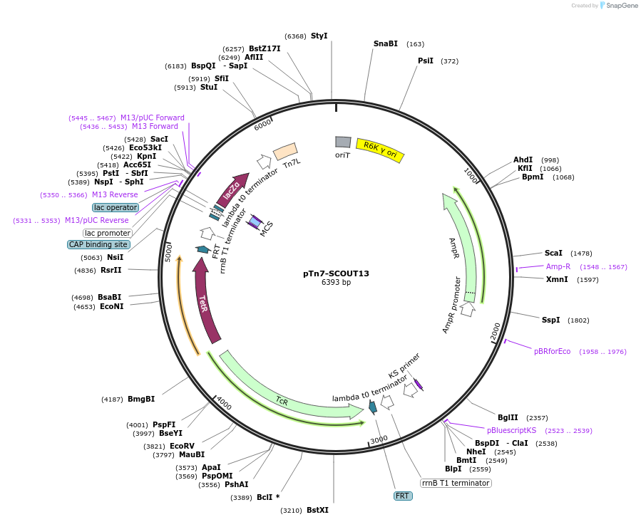 200993-plasmid-map-sequence-id-396436