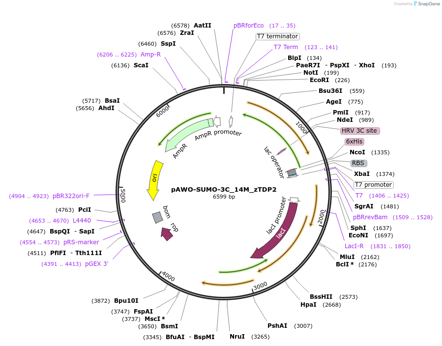 200512-plasmid-map-sequence-id-396440