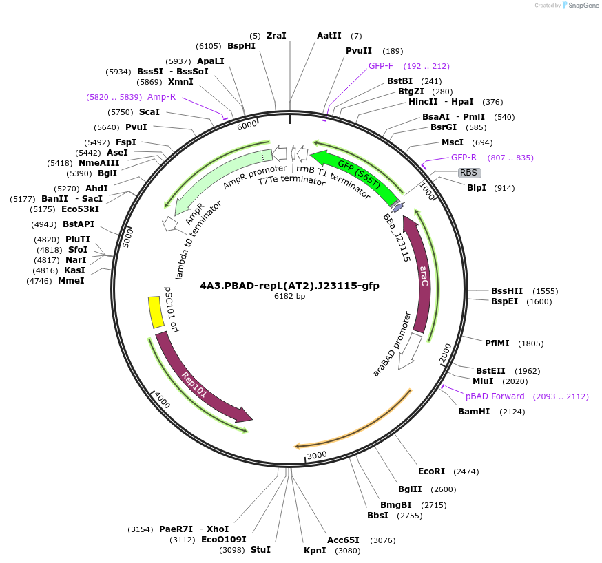 197873-plasmid-map-sequence-id-396453