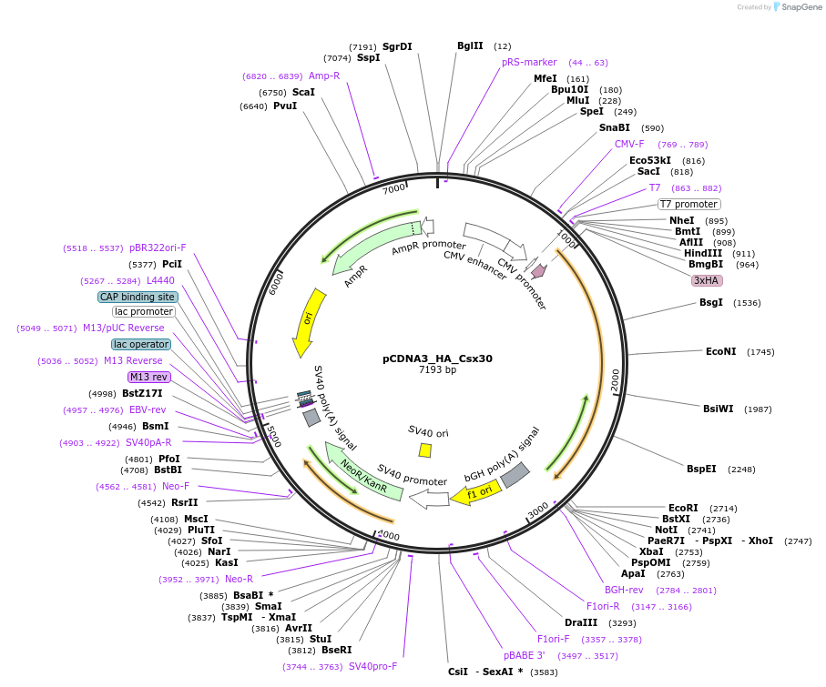 197610-plasmid-map-sequence-id-396455