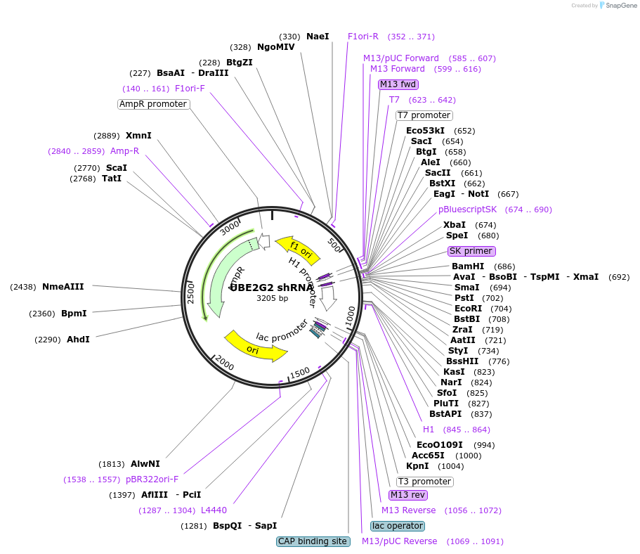 201813-plasmid-map-sequence-id-396461