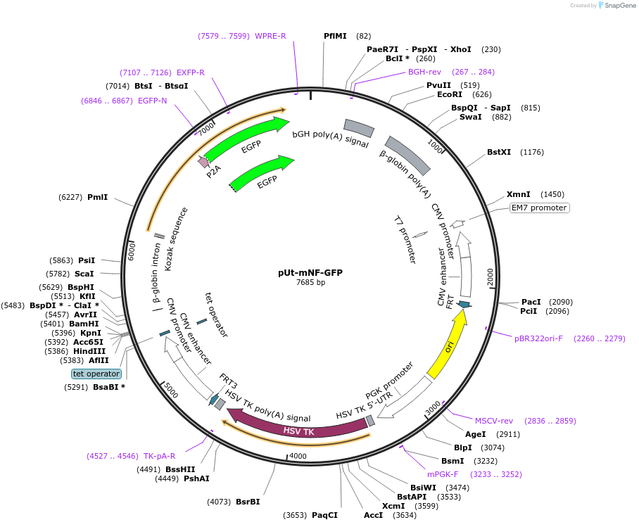 199220-plasmid-map-sequence-id-396466