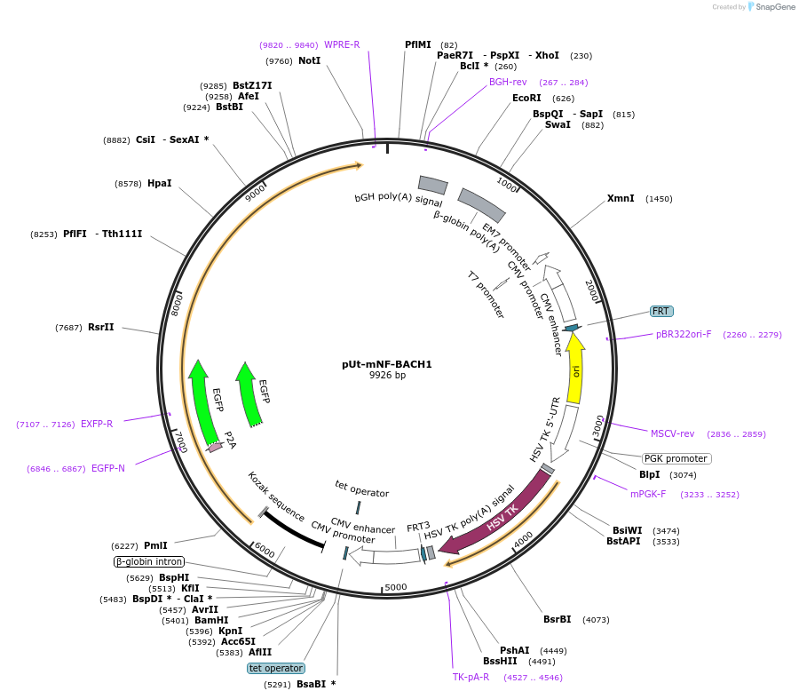 199219-plasmid-map-sequence-id-396467