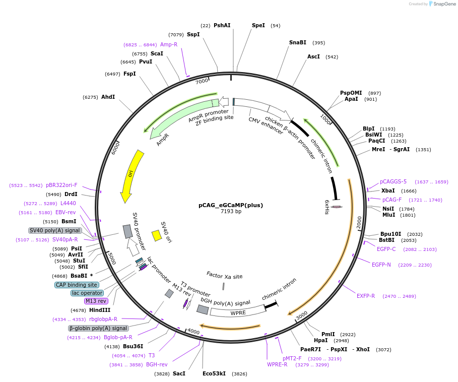 201147-plasmid-map-sequence-id-396469