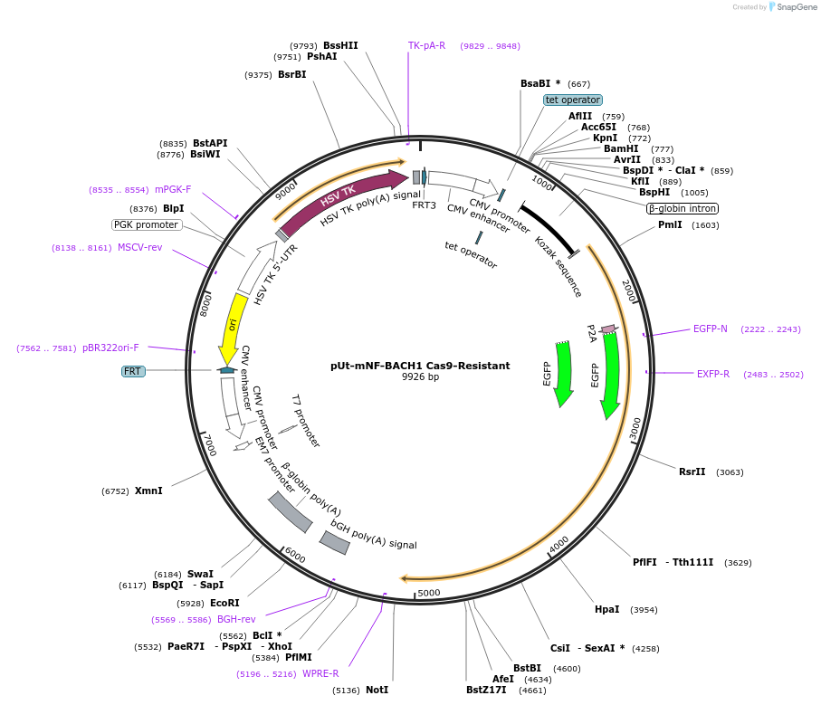 199218-plasmid-map-sequence-id-396470