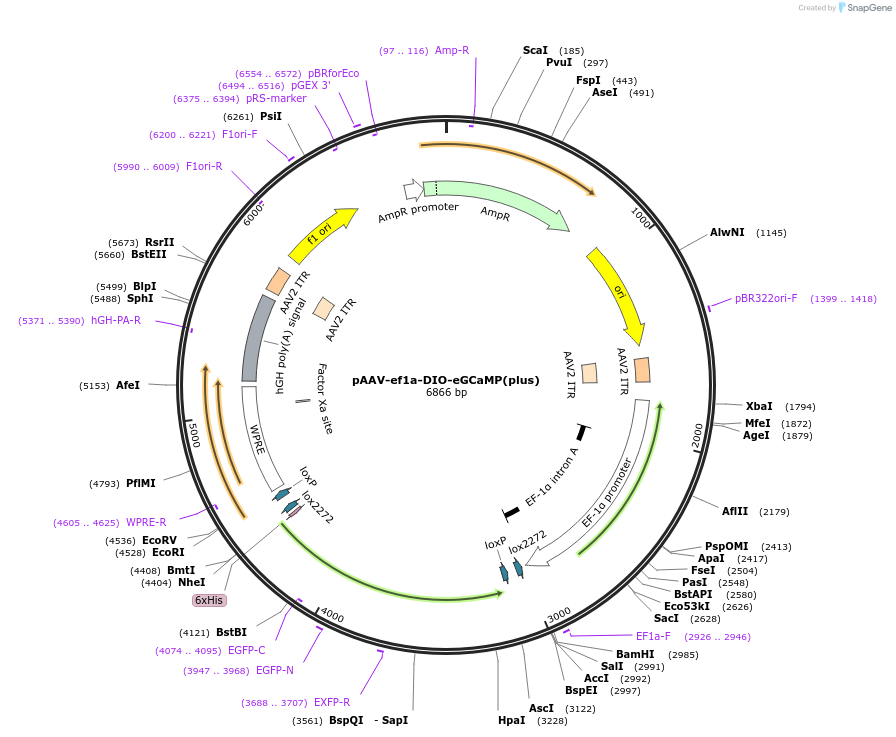 201149-plasmid-map-sequence-id-396538