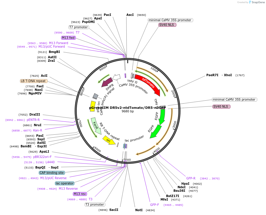61628-plasmid-map-sequence-id-396550