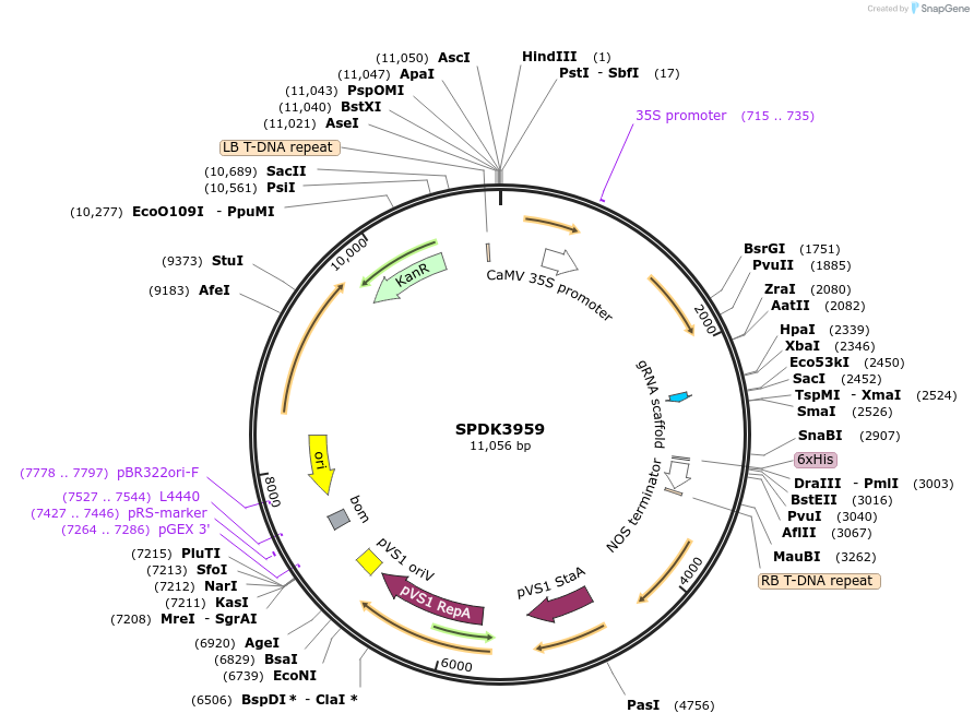 199246-plasmid-map-sequence-id-396552