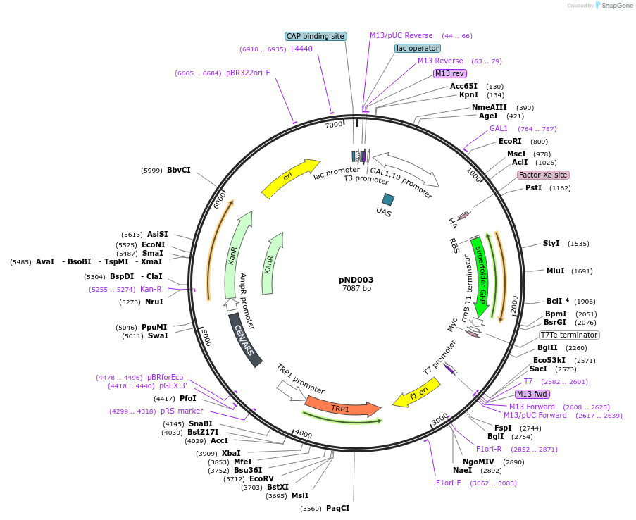 200949-plasmid-map-sequence-id-396554