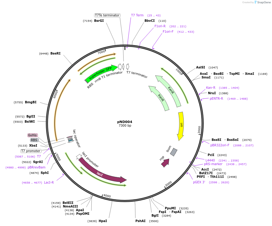 200950-plasmid-map-sequence-id-396568