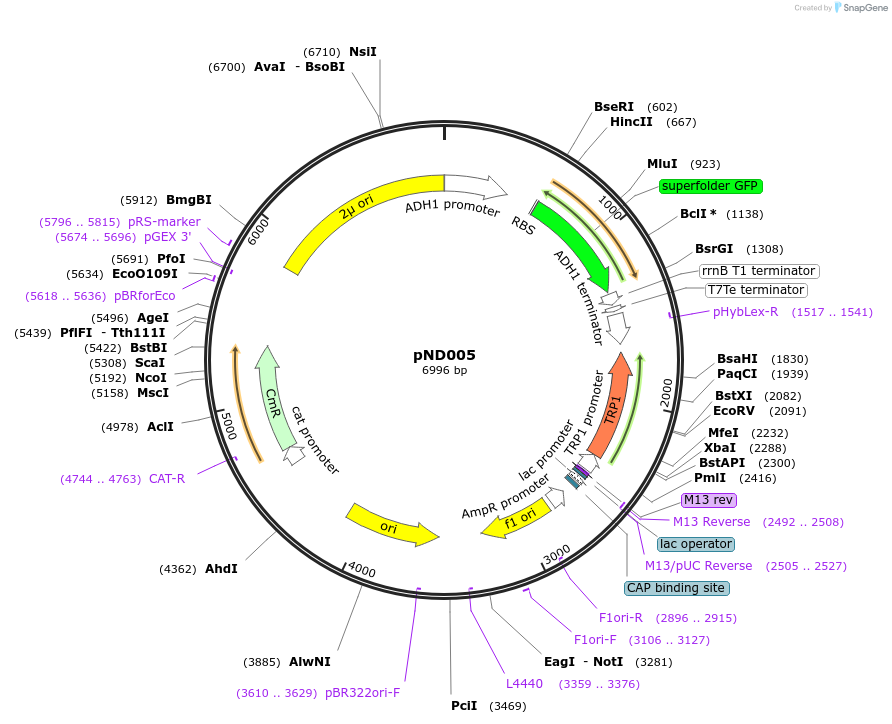 200951-plasmid-map-sequence-id-396569