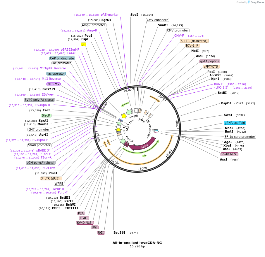 200449-plasmid-map-sequence-id-396570