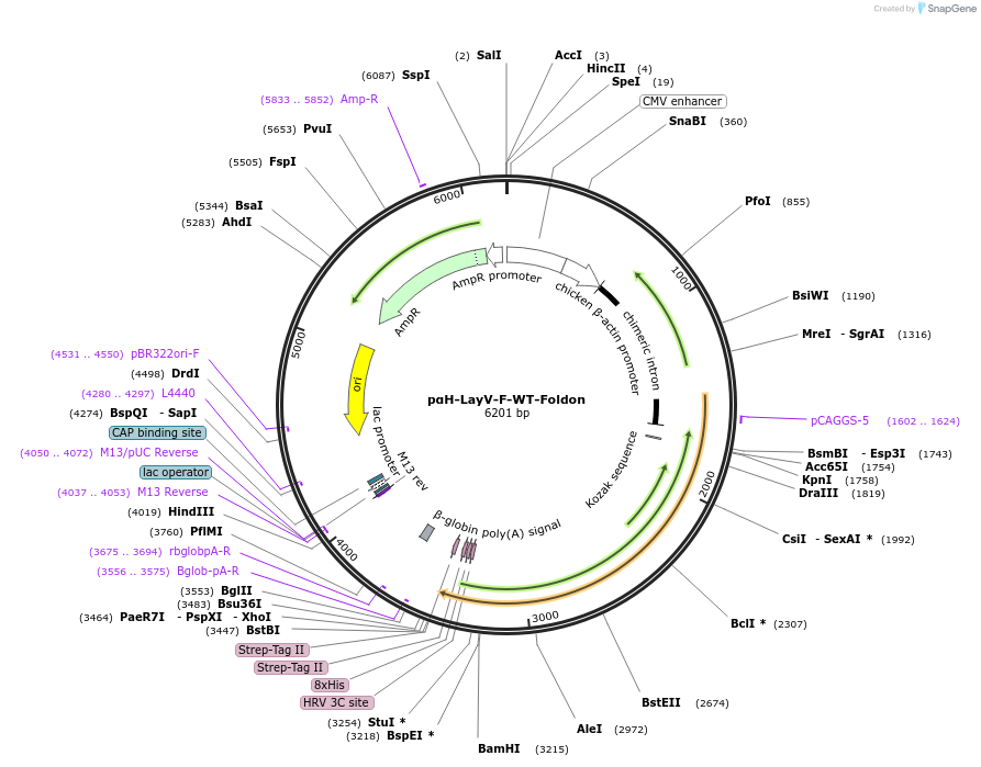 200392-plasmid-map-sequence-id-396576