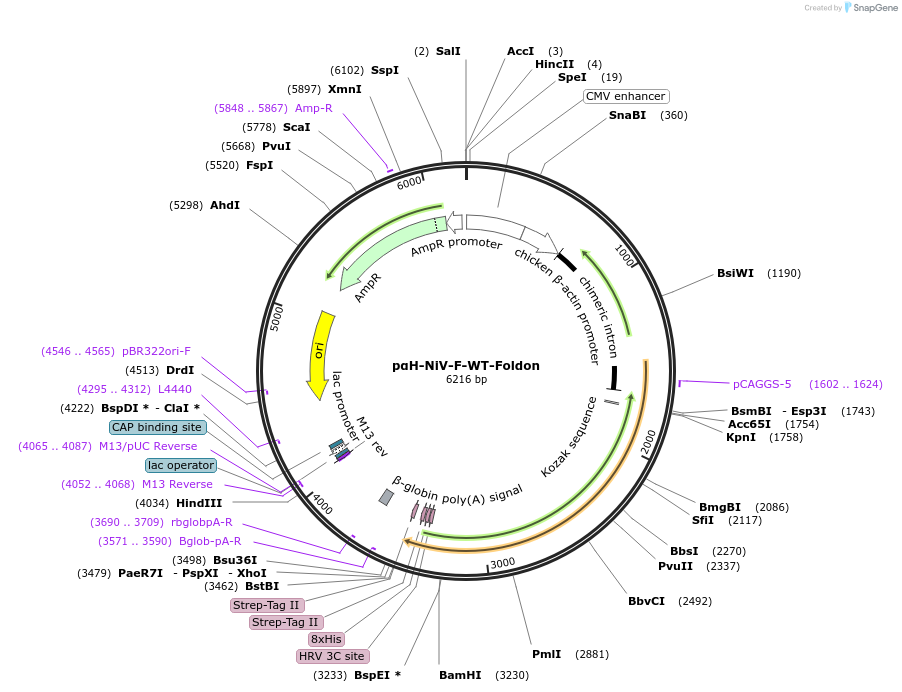 200391-plasmid-map-sequence-id-396577