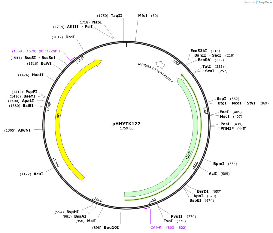 200139-plasmid-map-sequence-id-396582