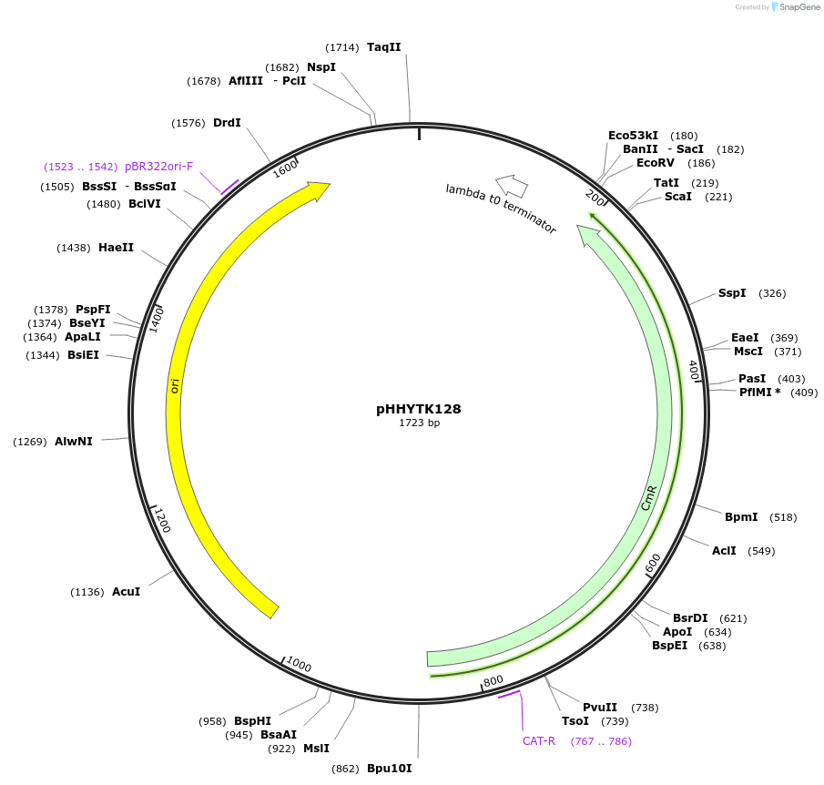 200140-plasmid-map-sequence-id-396583