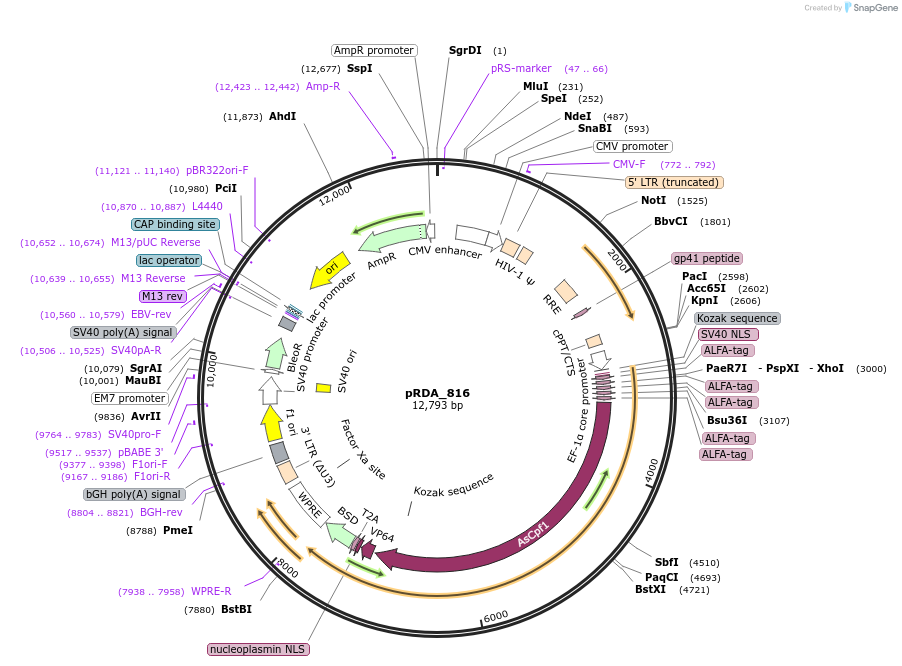 201157-plasmid-map-sequence-id-396590