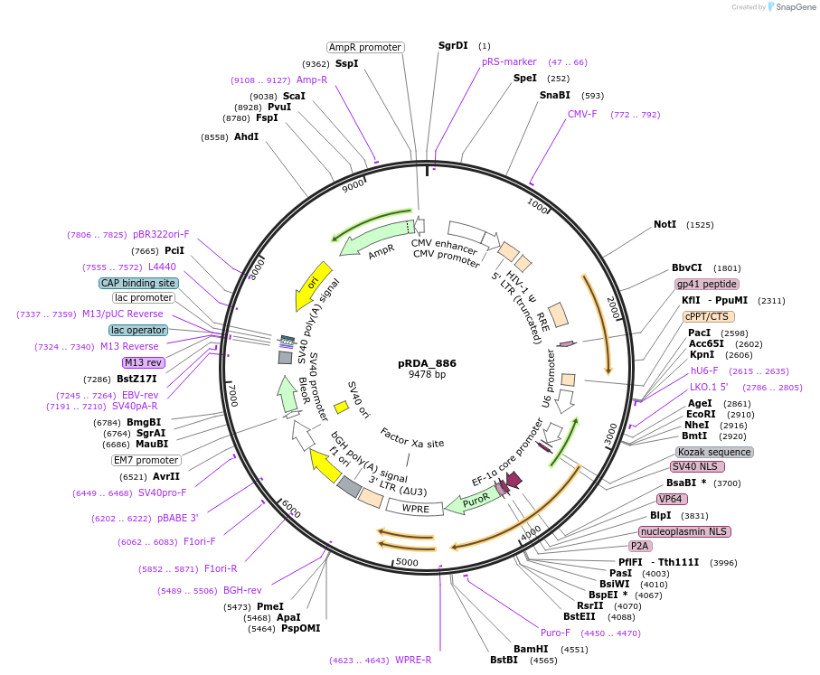 201162-plasmid-map-sequence-id-396593
