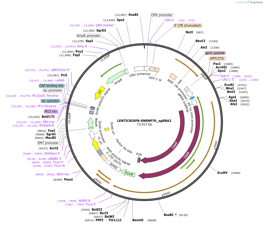 201621-plasmid-map-sequence-id-396613