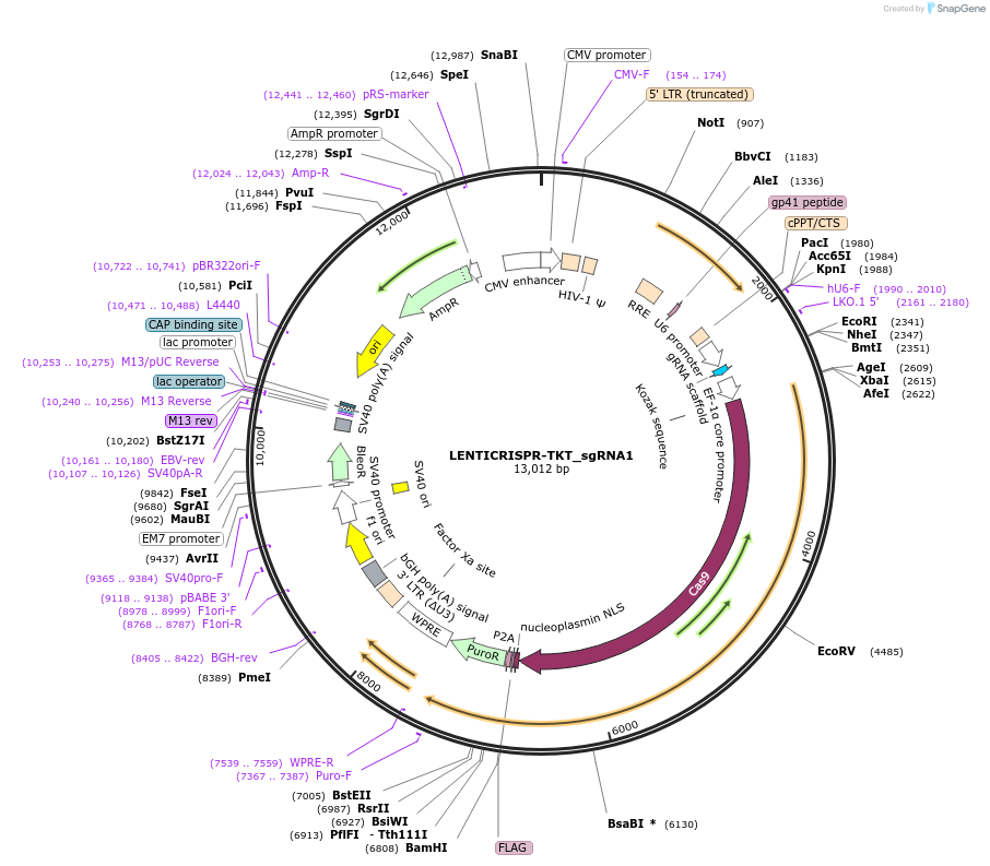 201624-plasmid-map-sequence-id-396618