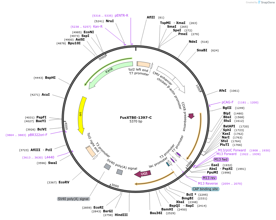 201398-plasmid-map-sequence-id-396619
