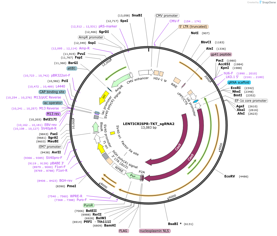 201625-plasmid-map-sequence-id-396621