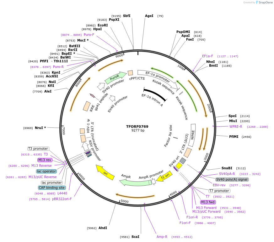 141692-plasmid-map-sequence-id-396625