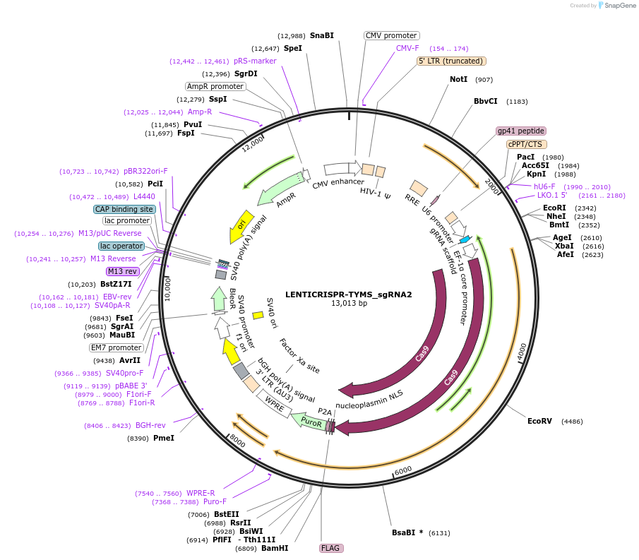 201629-plasmid-map-sequence-id-396627